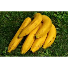 Akondro de Madagascar